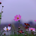 Purple Butterfly Flowers  screen for extension Chrome web store in OffiDocs Chromium