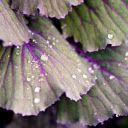 Purple cabbage leaves  screen for extension Chrome web store in OffiDocs Chromium