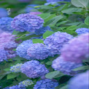 purple carnation wallpaper  screen for extension Chrome web store in OffiDocs Chromium