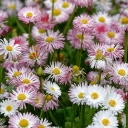 Purple chrysanthemum forest  screen for extension Chrome web store in OffiDocs Chromium