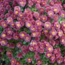 Purple chrysanthemums bloom  screen for extension Chrome web store in OffiDocs Chromium