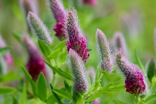 Free download purple clover trifolium free picture to be edited with GIMP free online image editor