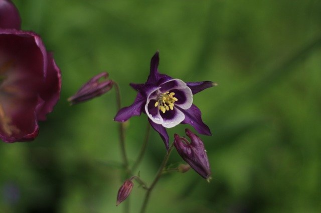 Free download Purple Columbine Flower -  free photo or picture to be edited with GIMP online image editor