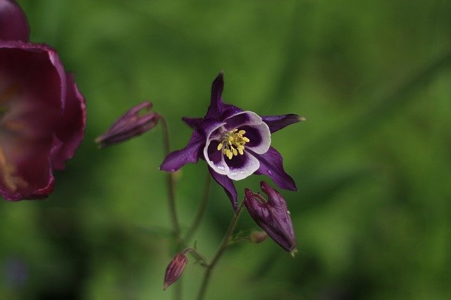 Muat turun percuma Purple Columbine Flower - foto atau gambar percuma untuk diedit dengan editor imej dalam talian GIMP