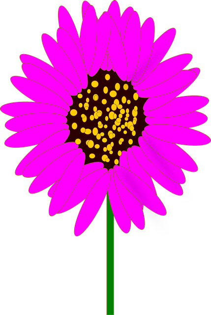 Free download Purple Cone Flower Blossom - Free vector graphic on Pixabay free illustration to be edited with GIMP free online image editor