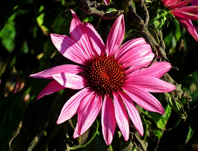 Descarga gratuita Purple Coneflower Garden - foto o imagen gratuita para editar con el editor de imágenes en línea GIMP