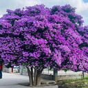 purple crape myrtle flower wallpaper  screen for extension Chrome web store in OffiDocs Chromium