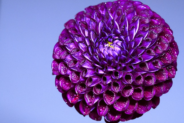Free download purple dahlia dahlia purple flower free picture to be edited with GIMP free online image editor