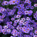 Purple daisy garden wallpaper  screen for extension Chrome web store in OffiDocs Chromium