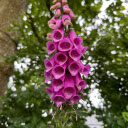 Purple Drooping Flower Branch  screen for extension Chrome web store in OffiDocs Chromium