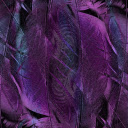 Purple feathers  screen for extension Chrome web store in OffiDocs Chromium