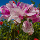 Purple felt bougainvillea  screen for extension Chrome web store in OffiDocs Chromium
