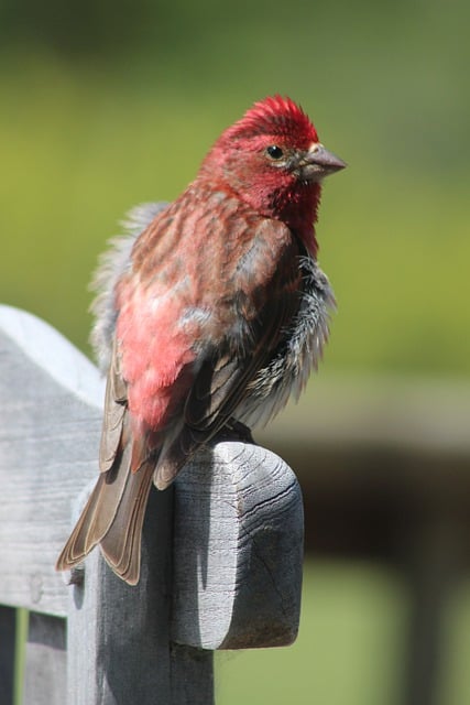 Free download purple finch bird ornithology free picture to be edited with GIMP free online image editor