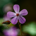 purple five petal flower  screen for extension Chrome web store in OffiDocs Chromium