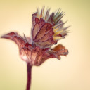 Purple Flower and Feathers  screen for extension Chrome web store in OffiDocs Chromium