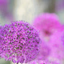 Purple flower basket tree  screen for extension Chrome web store in OffiDocs Chromium
