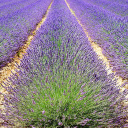 Purple flower bed  screen for extension Chrome web store in OffiDocs Chromium