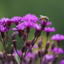 Purple flower branches  screen for extension Chrome web store in OffiDocs Chromium