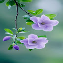Purple flower branch wallpaper  screen for extension Chrome web store in OffiDocs Chromium