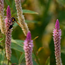 Purple flower bud and bee  screen for extension Chrome web store in OffiDocs Chromium