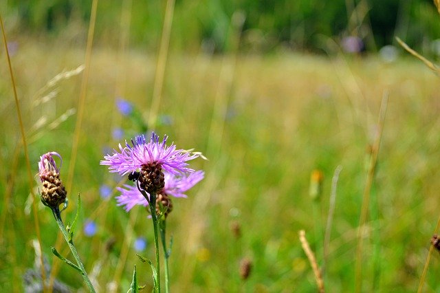 Free download Purple Flower Bug -  free photo or picture to be edited with GIMP online image editor