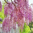 Purple flower bunch  screen for extension Chrome web store in OffiDocs Chromium