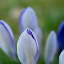 purple flower bush  screen for extension Chrome web store in OffiDocs Chromium