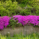 Purple Flower Bushes on the Wall  screen for extension Chrome web store in OffiDocs Chromium