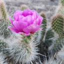 Purple Flowered Thorny Cactus  screen for extension Chrome web store in OffiDocs Chromium
