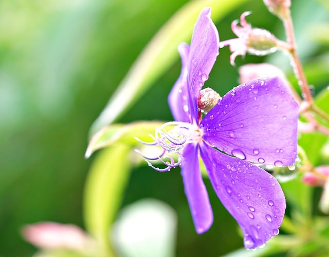 Free download purple flower flora botany bloom free picture to be edited with GIMP free online image editor