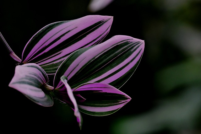 Free download purple flower flower bloom close up free picture to be edited with GIMP free online image editor