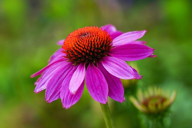 Scarica gratuitamente l'immagine gratuita di fiori di campo di fiori viola da modificare con l'editor di immagini online gratuito GIMP