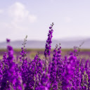 Purple flower garden  screen for extension Chrome web store in OffiDocs Chromium