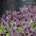 Purple flower hill  screen for extension Chrome web store in OffiDocs Chromium