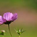 Purple flower in the sun  screen for extension Chrome web store in OffiDocs Chromium