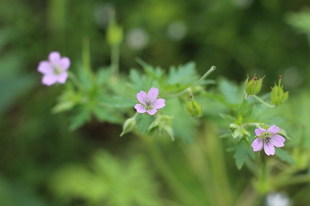 Kostenloser Download Purple Flower Macro - kostenloses Foto oder Bild zur Bearbeitung mit GIMP Online-Bildbearbeitung