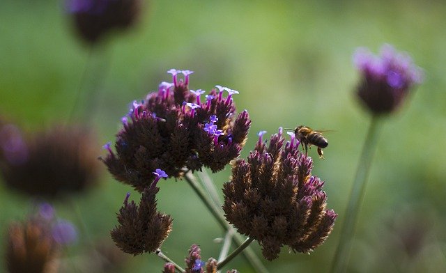 Download gratuito Purple Flower Meadow: foto o immagine gratuita da modificare con l'editor di immagini online GIMP