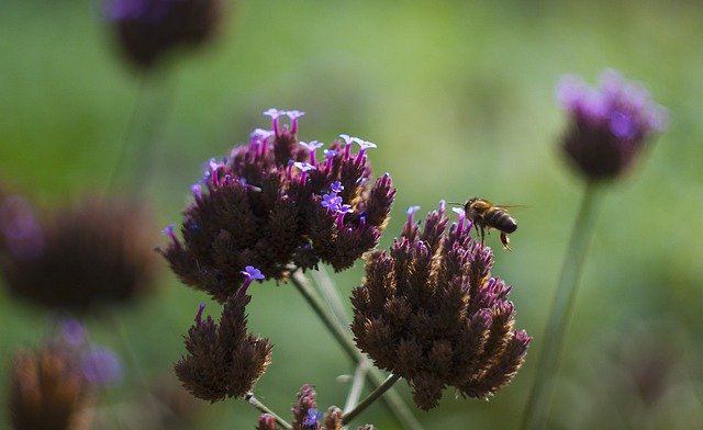 Free download Purple Flower Meadow -  free photo or picture to be edited with GIMP online image editor