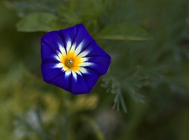 Descarga gratuita Purple Flower Mov - foto o imagen gratuita para editar con el editor de imágenes en línea GIMP