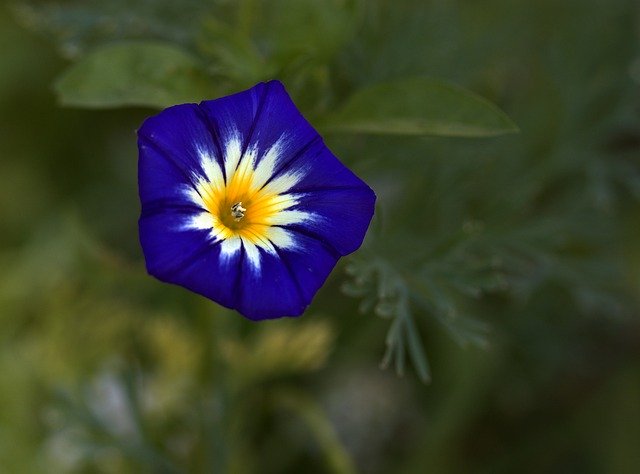 Free download Purple Flower Mov -  free photo or picture to be edited with GIMP online image editor