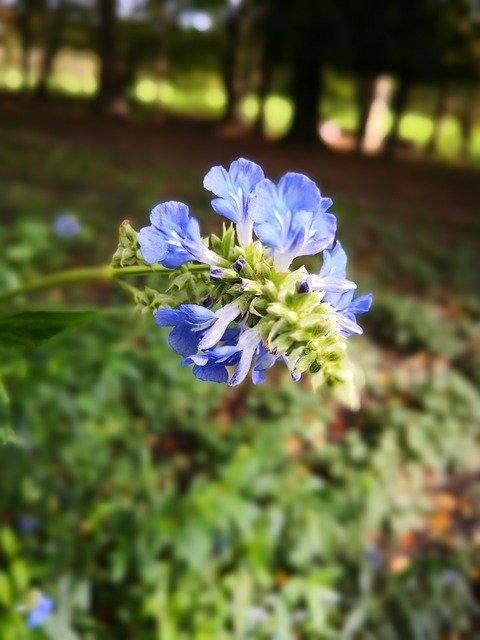 Free download Purple Flower Nature free photo template to be edited with GIMP online image editor