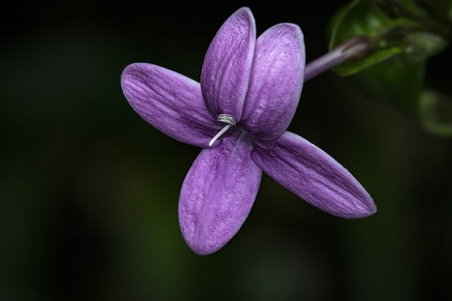 Scarica gratuitamente l'immagine gratuita della natura dei petali di fiori viola da modificare con l'editor di immagini online gratuito GIMP