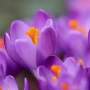 Free download Purple Flowers -  free photo or picture to be edited with GIMP online image editor