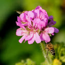 Purple Flowers and Bees  screen for extension Chrome web store in OffiDocs Chromium