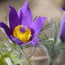 Purple Flowers and Fluff  screen for extension Chrome web store in OffiDocs Chromium