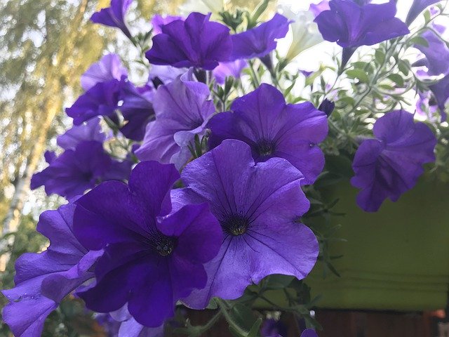 Gratis download Purple Flowers Flower - gratis foto of afbeelding om te bewerken met GIMP online afbeeldingseditor