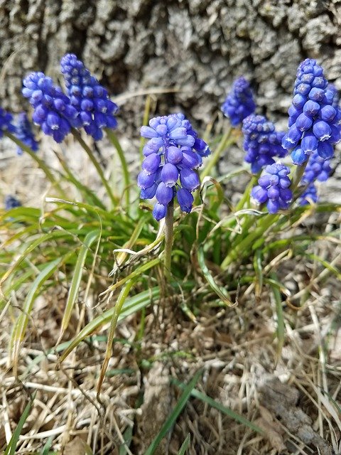 Descărcare gratuită Purple Flowers Grass - fotografie sau imagini gratuite pentru a fi editate cu editorul de imagini online GIMP