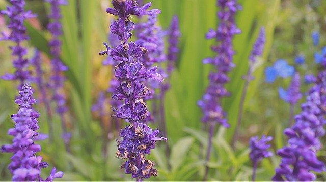 Free download Purple Flowers Lilac Lavender -  free photo or picture to be edited with GIMP online image editor