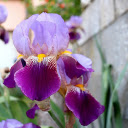 Purple flowers next to the stone wall  screen for extension Chrome web store in OffiDocs Chromium