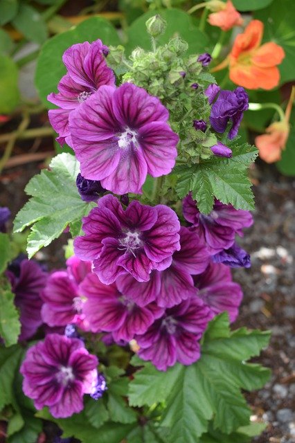 Muat turun percuma Purple Flowers Orange - foto atau gambar percuma untuk diedit dengan editor imej dalam talian GIMP